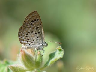 Karsandra (Zizeeria karsandra)