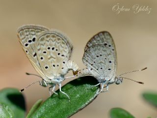 Karsandra (Zizeeria karsandra)