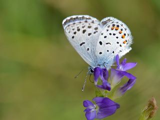 Himalaya Mavisi (Pseudophilotes vicrama)