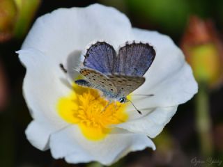 Himalaya Mavisi (Pseudophilotes vicrama)