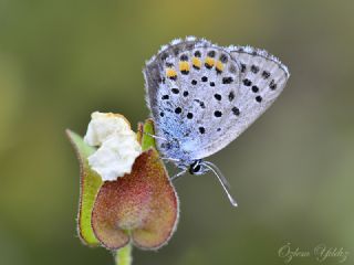 Himalaya Mavisi (Pseudophilotes vicrama)