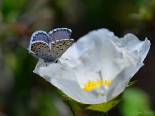 Himalaya Mavisi (Pseudophilotes vicrama)