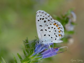 Himalaya Mavisi (Pseudophilotes vicrama)
