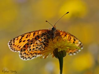 Gzel parhan (Melitaea trivia)