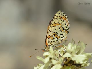 Kafkasyal parhan (Melitaea interrupta)