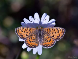 Gzel parhan (Melitaea trivia)