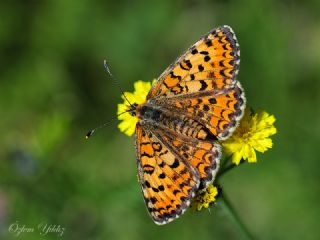 Gzel parhan (Melitaea trivia)