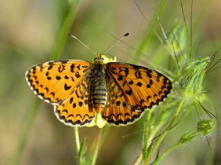 Gzel parhan (Melitaea trivia)
