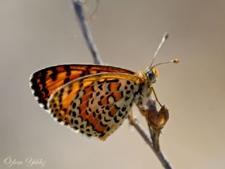 Gzel parhan (Melitaea syriaca)