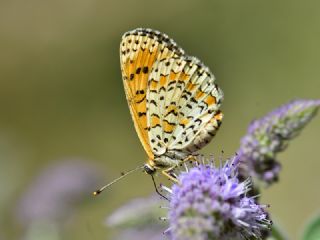 Gzel parhan (Melitaea trivia)