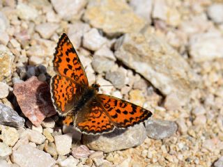 G�zel �parhan&nbsp;(Melitaea&nbsp;trivia)