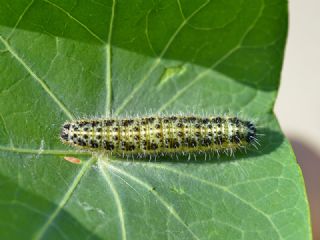 Byk Beyazmelek  (Pieris brassicae)
