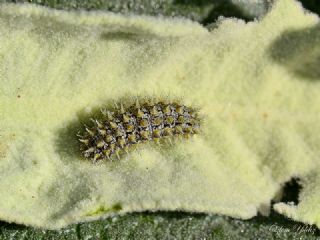 Gzel parhan (Melitaea trivia)