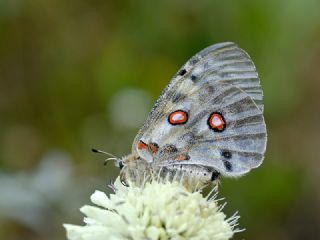 Apollo (Parnassius apollo)