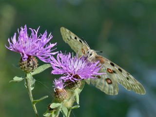 Apollo (Parnassius apollo)