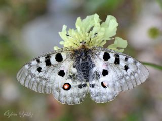 Apollo (Parnassius apollo)