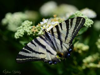 Erik K�rlang��kuyruk&nbsp;(Iphiclides&nbsp;podalirius)