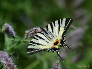 Erik Krlangkuyruk (Iphiclides podalirius)