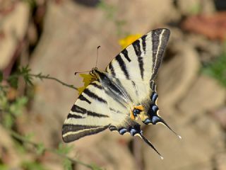 Erik Krlangkuyruk (Iphiclides podalirius)