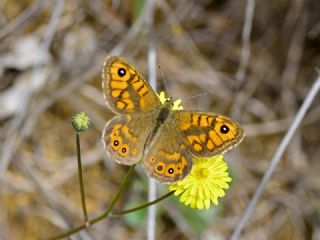 Kk Esmerboncuk (Lasiommata megera)