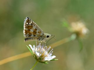 spanyol Zpzp (Pyrgus armoricanus)