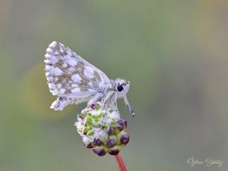 Zeytuni Zpzp (Pyrgus serratulae)