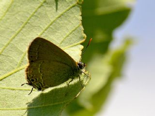 Sevbeni (Satyrium abdominalis)