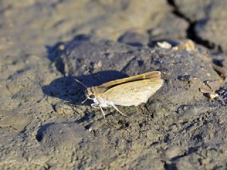 C�ce Z�pz�p&nbsp;(Gegenes&nbsp;pumilio)