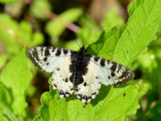 Kafkas Fistosu (Zerynthia caucasica)