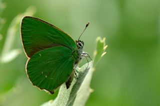Zmrt (Callophrys rubi)