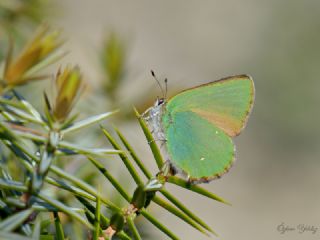Zmrt (Callophrys rubi)