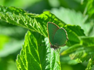Zmrt (Callophrys rubi)