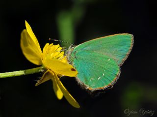 Zmrt (Callophrys rubi)