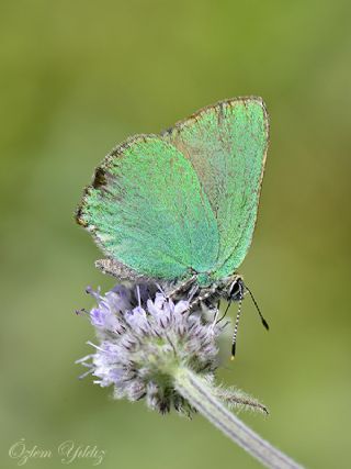 Zmrt (Callophrys rubi)