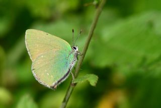 Nahvan Zmrt (Callophrys danchenkoi)