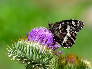 Kara Murat (Brintesia  circe)