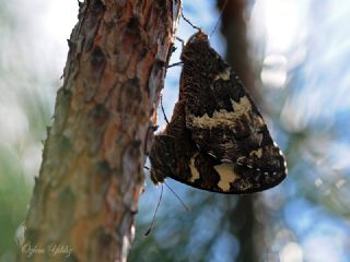 Kara Murat (Brintesia  circe)