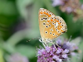 okgzl Meneke Mavisi (Polyommatus thersites)