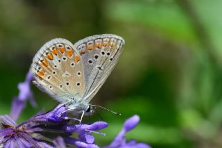 okgzl Meneke Mavisi (Polyommatus thersites)