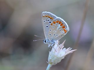 Çokgözlü Menekşe Mavisi (Polyommatus thersites)