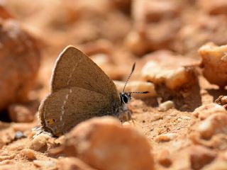 Minik Sevbeni (Satyrium acaciae)