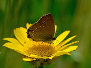 Minik Sevbeni&nbsp;(Satyrium&nbsp;acaciae)