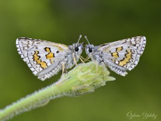 Sar Bandl Zpzp (Pyrgus sidae)
