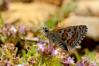 Sar Bandl Zpzp (Pyrgus sidae)