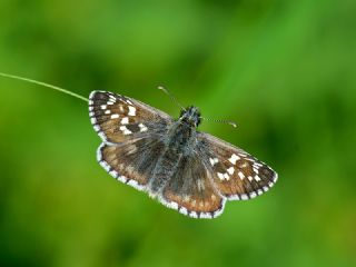 Sarbandl Zpzp (Pyrgus sidae)