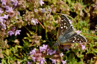 Sarbandl Zpzp (Pyrgus sidae)