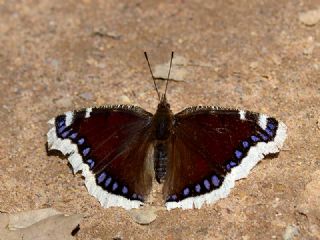 Sar Bandl Kadife (Inachis antiopa)