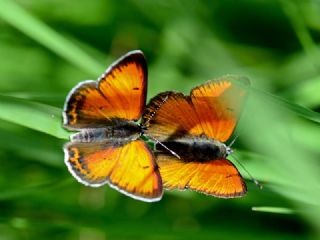 Ate Bakr Gzeli (Lycaena candens)