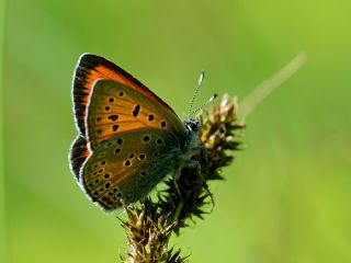 Ate Bakr Gzeli (Lycaena candens)