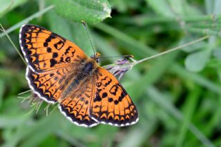 Trkistan parhan (Melitaea arduinna)